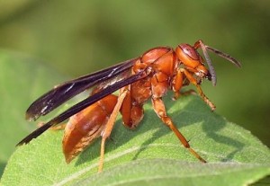 Red Wasp