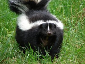 Skunk