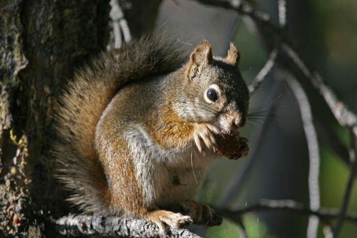 Squirrel in a Tree Eating