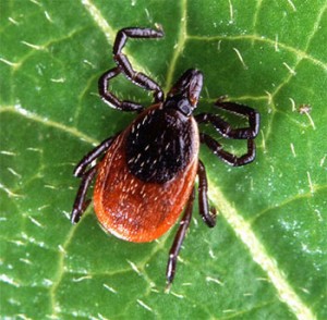 Tick on a Leaf