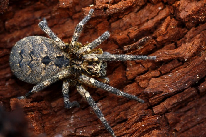 Wolf Spider