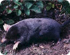 Yard Mole